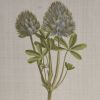 4-Piece Botanical Illustration Framed Canvas Wall Art Set with Wild Flowers Theme